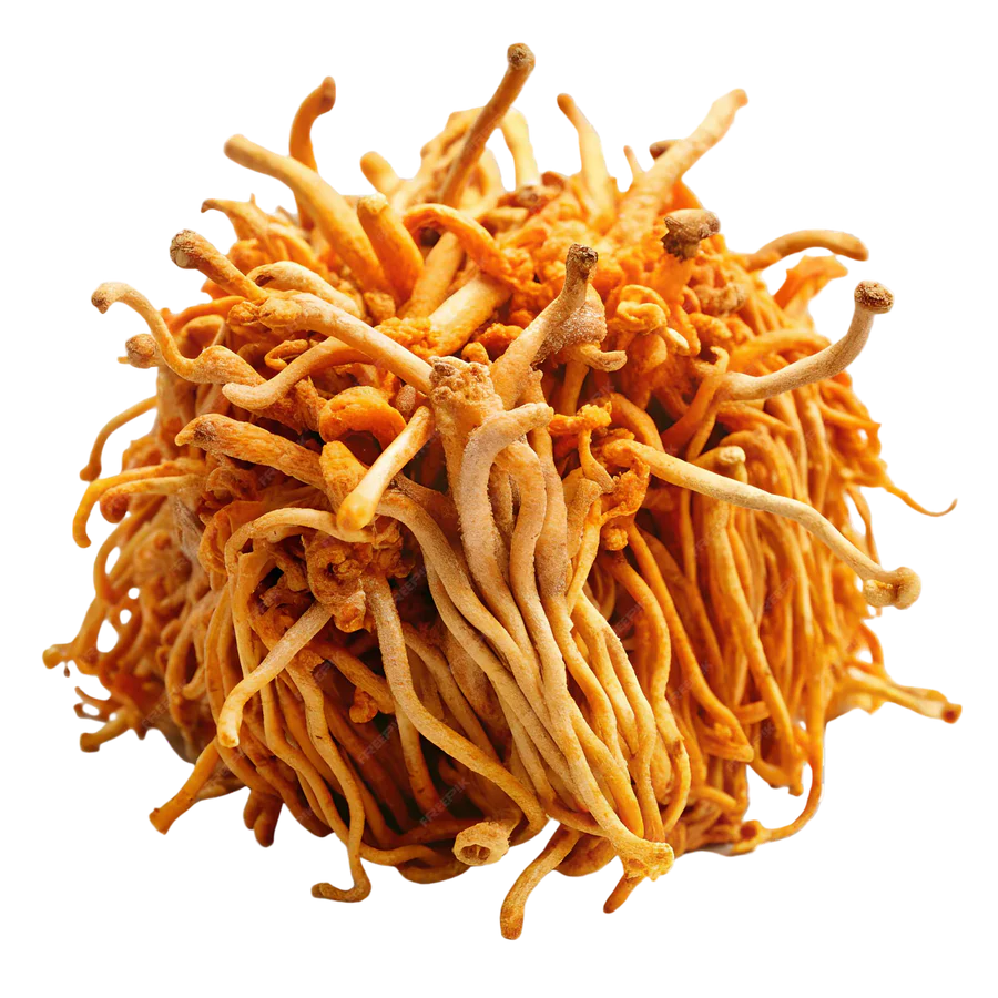 Cordyceps