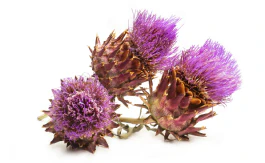 Milk Thistle